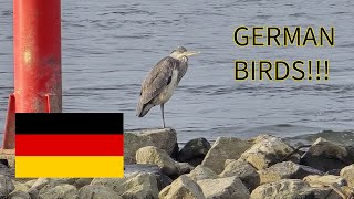 German Birding on the Rhine: Winter Birds + Opening of Carnival Tradition!
