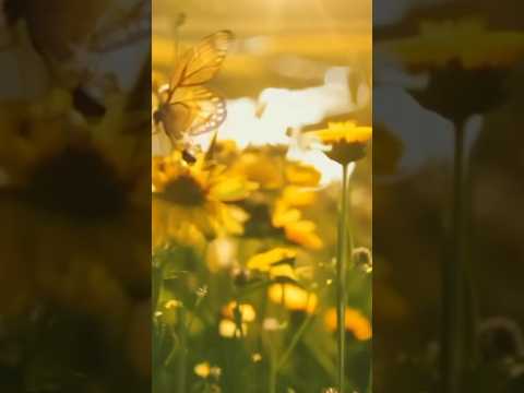 What is Phenomenology? Simple definition