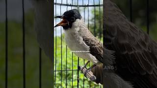 Download lagu Suara burung kutilang pancing EMOSI Lawan mp3