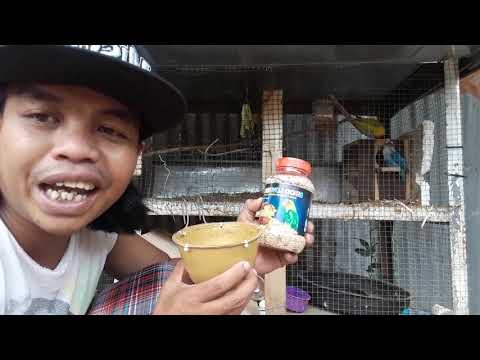 pengetahuan-bersihin-kandang-love-brid-pedro