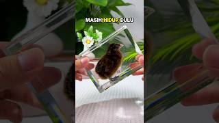 Download lagu The process of preserving chicks 😭#trending mp3