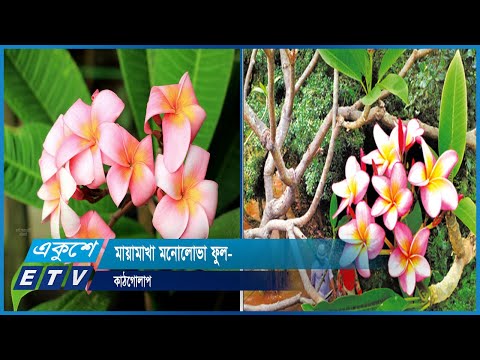মায়ামাখা মনোলোভা ফুল- কাঠগোলাপ | ETV News
