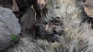 Recycling at Work - Raccoon, Flies, and Ravenous Maggots 2.