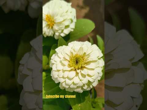 Flowers in my garden.#gardening #srijan with Jayshree