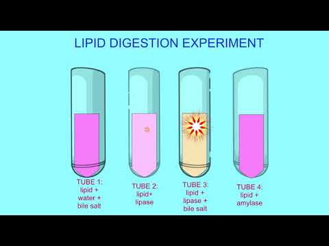 lipid digestion experiment