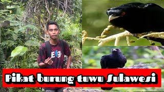 Download lagu PIKAT BURUNG TUWU SI BURUNG MISTIS DI PEGUNUNGAN SULAWESI | PART 1 mp3