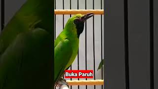 Download lagu PANCINGAN CUCAK IJO AGAR CEPAT BUKA  PARUH‼️ #cucakijo mp3