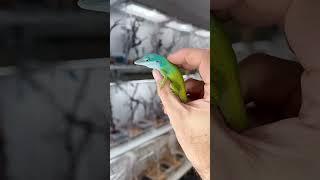 From egg, to baby, to adult 🦎 Anolis allisoni #HerpTime #animals #reptile #lizard #anole #shorts