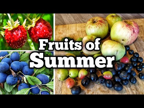 Foraging the Fruits of Summer
