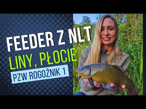 Feeder with NLT, lines, water PZW Rogoźnik 1