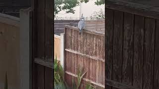 Wood Pigeon on a fence