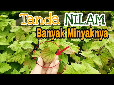 CIRI-CIRI NILAM YANG BANYAK MINYAKNYA DAN SIAP PANEN