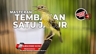Download lagu 🔴 Masteran Kolibri Manggar Betina Gacor Tembakan Necret Super Tajam❗️ mp3 Download lagu 🔴 Masteran Kolibri Manggar Betina Gacor Tembakan Necret Super Tajam❗️ mp3