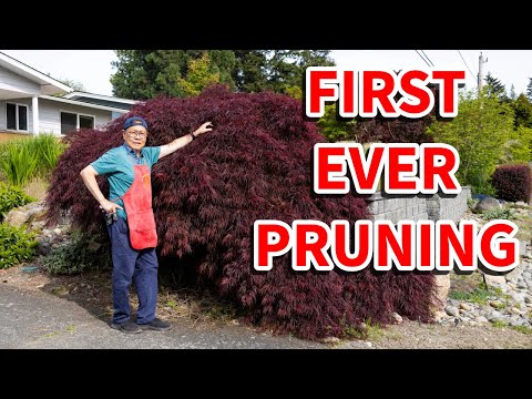 Dieser Ahorn wurde noch nie beschnitten. Sehen Sie, was passiert, wenn wir Bonsai-Schnitttechnike...