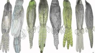 Birds (Subs. Español-Inglés)