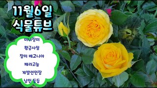 양재꽃시장 식물튜브  남천,미니장미, 황금사철, 게발선인장, 보리 등등 #양재꽃시장 #식물튜브 #plant …
