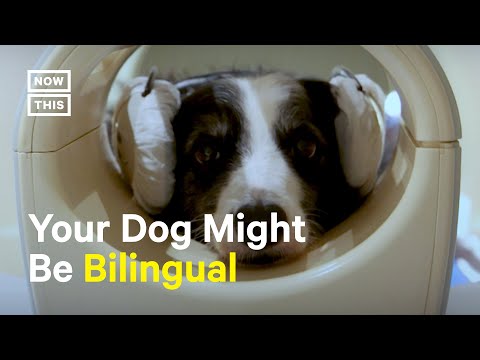 Dogs Can Differentiate Between Languages, Study Finds