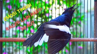 Download lagu Kacer Gacor Emosi Tinggi! Buat Kacer Lain Langsung Ikut Emosi Ngobra Bongkar Isian mp3