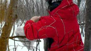 Rabbit caught in snare