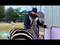 People Didn T Want This Zebra Now She Gets All The Scratches Cuddle Buddies