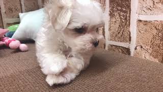 マルチーズの動画01