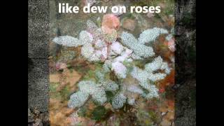 Harry Manx Dew on Roses