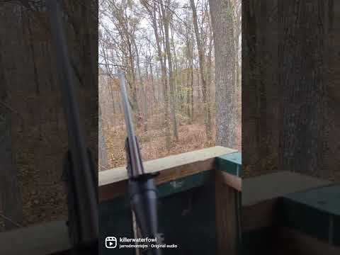 Why did I want THIS (these) guns? Part 21 Ruger American Rifles