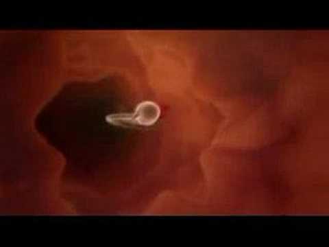 Funny Valentine videos - Romantic Sperm 