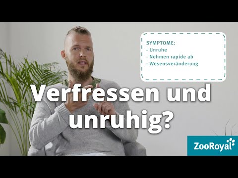 Verfressen und aggressiv? Schilddrüse! | Tierarzt Tacheles mit Sebastian Goßmann-Jonigkeit |ZooRoyal