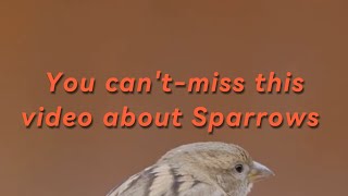 Sparrows: Smarter Than You Think! 🤓