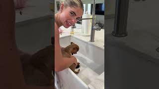 the ending 😭😭 this actually went better than expected to be fair #viral #foster #dogmom #bath