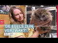 Ongewone drukte bij egelopvang & indringende expositie over huiselijk geweld in Emmen | Drenthe Nu