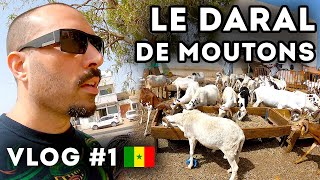 VLOG SÉNÉGAL 2022 🇸🇳 E01 - LE DARAL DE MOUTONS (DAKAR-RUFISQUE)