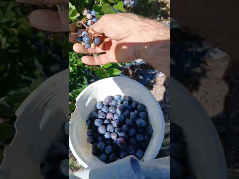 cosecha de arandano la criolla entre rios