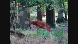 preview picture of video 'Nationaal Park De Hoge Veluwe 11-08-2010'