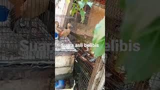 Download lagu suara pikat belibis ramai dan joss mp3