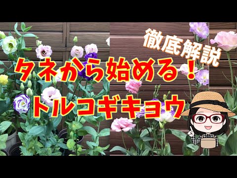 園芸 種まきを成功させるための 10 のヒント
