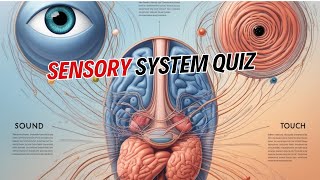 Sensory System Practice MCQ