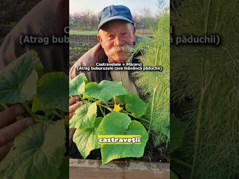3 Perechi de Plante care se Ajută Reciproc (Asociere Legume)
