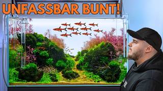 Brazilian Style Aquascape
