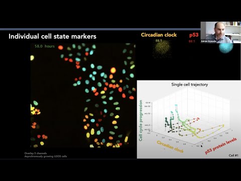 SCOG Virtual Lecture Series - Adrián Granada (Charité, Berlin)