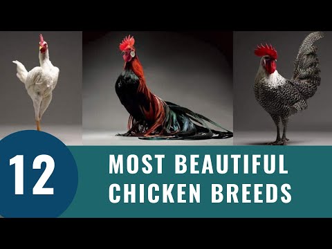 , title : 'Top 12 Most Beautiful Chicken Breeds (2023)'