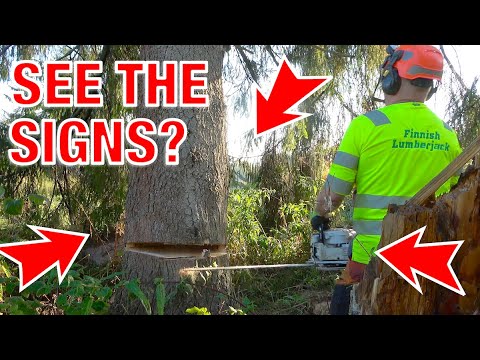 2025 Job 33: Something Didn’t Feel Right About This Tree… 🌲