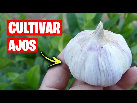 , title : '5 TRUCOS Y CONSEJOS PARA CULTIVAR AJOS 🧄 Como Sembrar, Abonar y Regar los Ajos | La Huerta de Ivan'