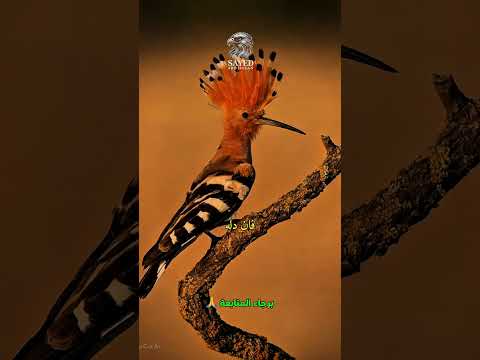 عجائب وغرائب الهدهد #اقتباسات #اكسبلور #تطوير_الذات #حكمة_اليوم #كلام_من_ذهب #اقنباسات