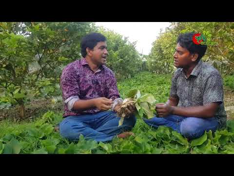 download lagu mp3 mp4 Aromatic Ginger, download lagu Aromatic Ginger gratis, unduh video klip Aromatic Ginger