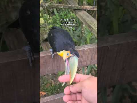 Pousada e Camping das Pirâmides em Grão Pará, Santa Catarina. #piramidessagradas