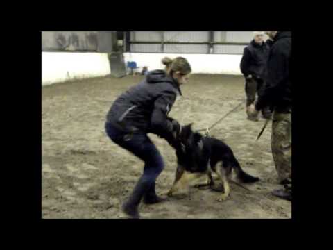 dax training manege 11-02-2016