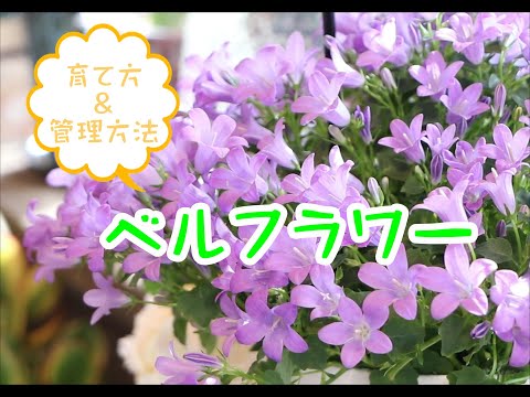 ハンギングクッション ベルフラワー 植物