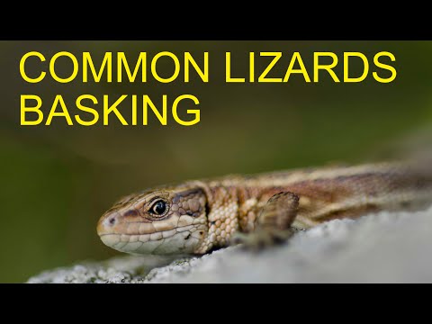 Jašterica živorodá (Zootoca vivipara) — Viviparous Lizard, European Herptiles
